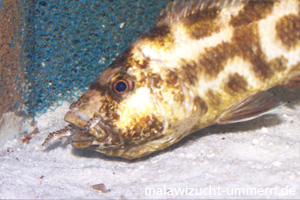 Nimbochromis livingstoni