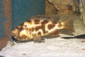 Nimbochromis livingstoni