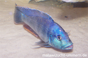 Nimbochromis livingstoni