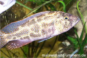 Nimbochromis polystigma