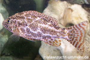 Nimbochromis polystigma