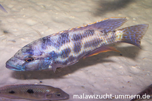 Nimbochromis polystigma