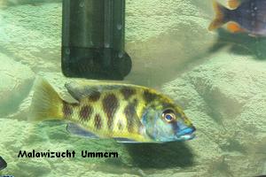 Nimbochromis venustus