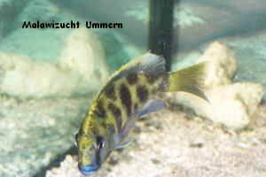 Nimbochromis venustus