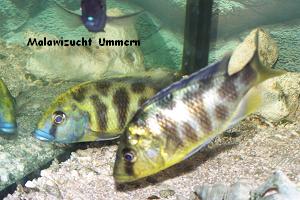 Nimbochromis venustus