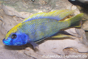 Nimbochromis venustus