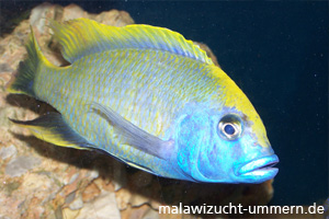 Nimbochromis venustus