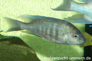 Otopharynx selenurus