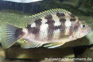 Petrotilapia "Chitimba Thick Bar"