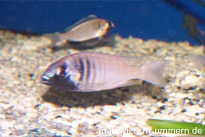 Placidochromis electra "Black Face Fort Maguire"