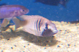 Placidochromis electra "Black Face Fort Maguire"