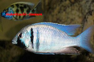 Placidochromis electra "Likoma"