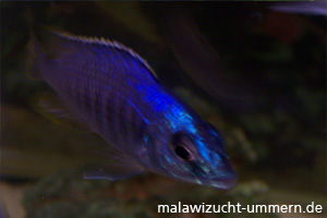 Placidochromis "Jalo Reef"