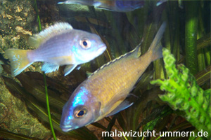 Placidochromis "Mbamba Bay"