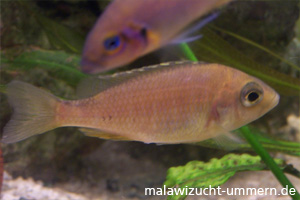 Placidochromis "Mbamba Bay"