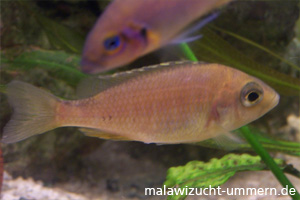 Placidochromis "Mbamba Bay"