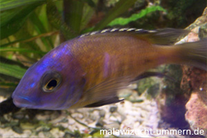 Placidochromis "Mbamba Bay"