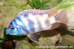 Placidochromis milomo