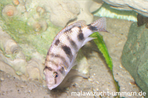 Placidochromis milomo