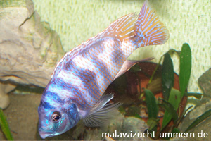 Placidochromis milomo