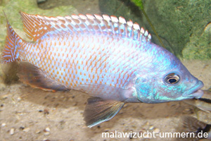 Placidochromis milomo