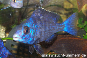 Placidochromis phenochilus "Mdoka White Lips"