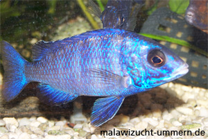 Placidochromis phenochilus "Mdoka White Lips"