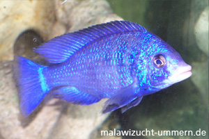 Placidochromis phenochilus "Mdoka White Lips"