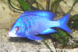 Placidochromis phenochilus "Mdoka White Lips"