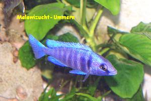 Placidochromis phenochilus "Tanzania"