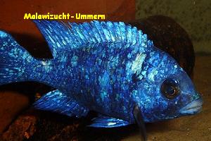 Placidochromis phenochilus "Tanzania"