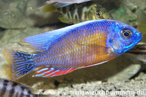 Protomelas fenestratus "Taiwan Reef"