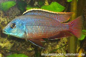 Protomelas taeniolatus "Namalenji boadzu. red"