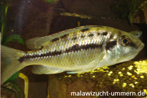 Protomelas taeniolatus "Namalenji boadzu. red"