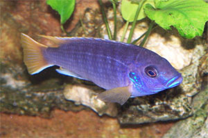 Pseudotropheus acei