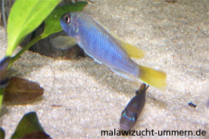 Pseudotropheus acei "Luwala"