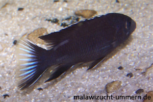 Pseudotropheus acei "Ngara White Tail"