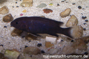 Pseudotropheus acei "Ngara White Tail"