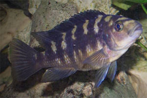 Pseudotropheus crabro