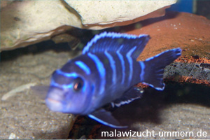 Pseudotropheus demasoni