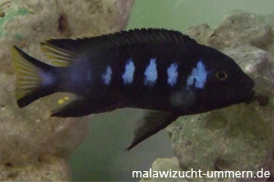 Pseudotropheus elongatus "Chewere"