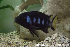 Pseudotropheus elongatus "Chewere"