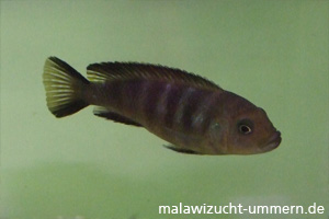 Pseudotropheus elongatus "Chewere"