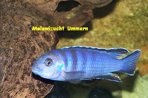 Pseudotropheus elongatus "Greenback"