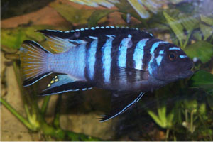 Pseudotropheus elongatus "Mazimbwe"