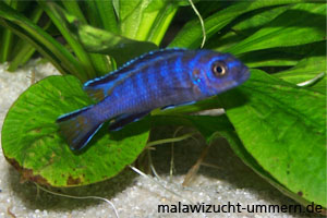 Pseudotropheus elongatus "Mpangha"