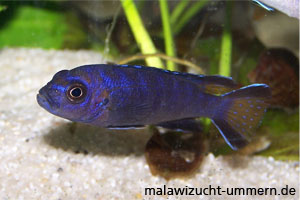 Pseudotropheus elongatus "Mpangha"