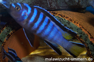 Pseudotropheus elongatus "Mpangha"