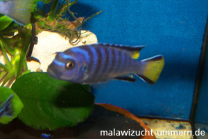 Pseudotropheus elongatus "Mpangha"