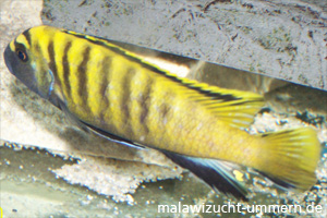 Pseudotropheus flavus